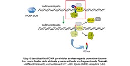 Descubierta la función de una proteína en la replicación del ADN