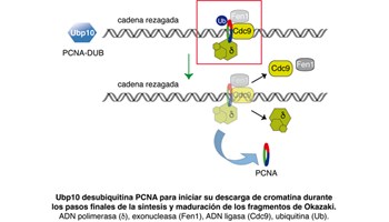 Descubierta la función de una proteína en la replicación del ADN